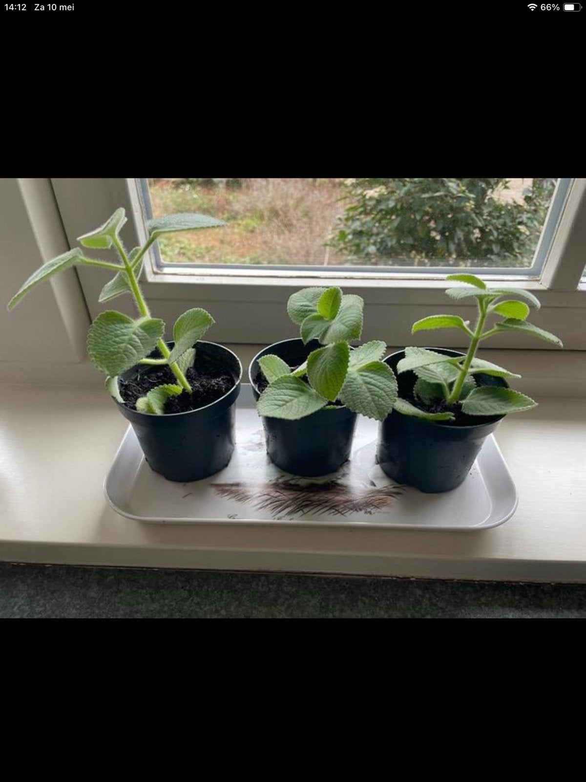 Indian Borage. “Vijf-in-êén-kruid” ofwel Cubaanse oregano., Ophalen of Verzenden, Volle zon
