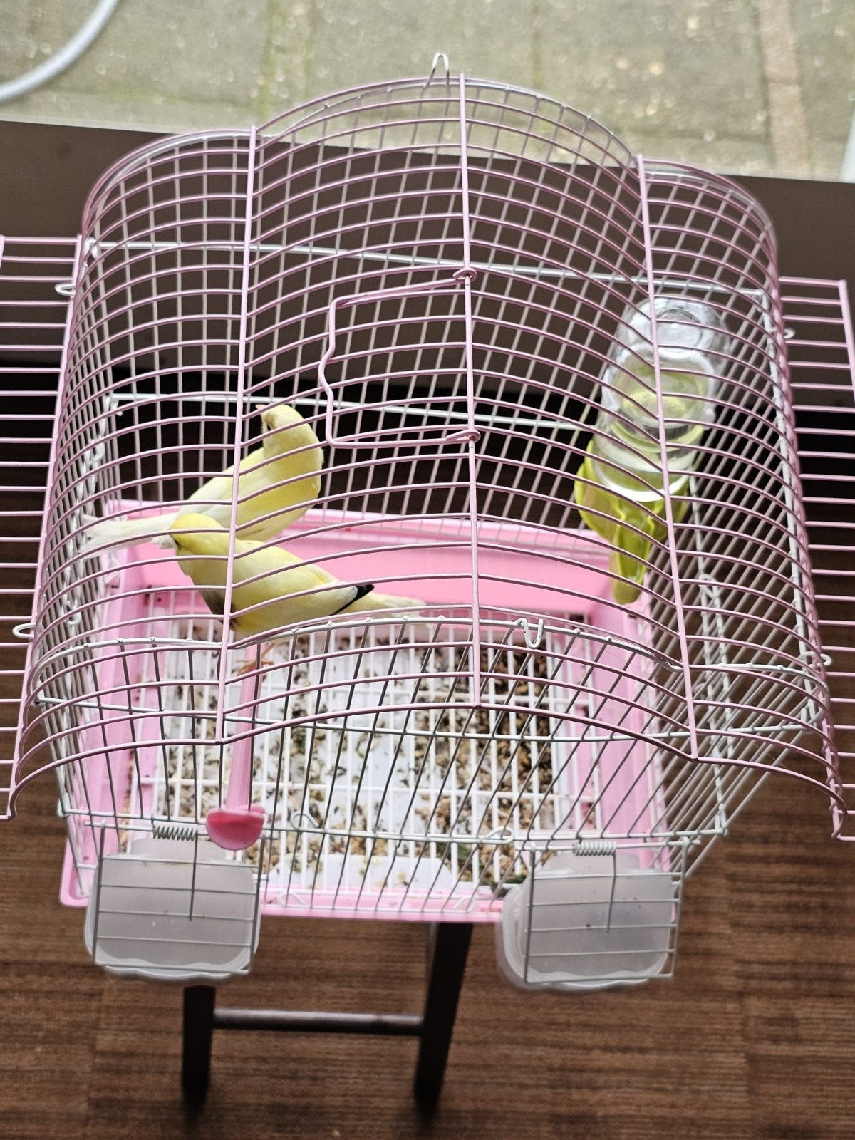 Prachtige Jonge Gele Kanarie ( 4 mnd ) inclusief Roze Koo, Dieren en Toebehoren, Vogels | Kanaries, Mannelijk, Zangkanarie