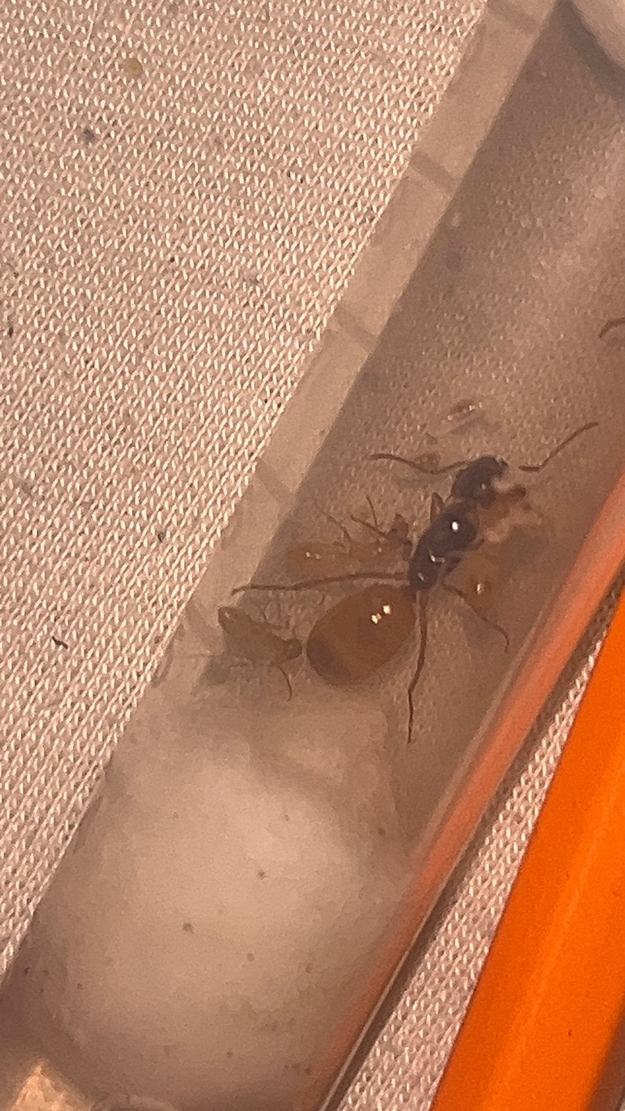 Mieren, Camponotus pseudolendus, fedschenkoi en denticulata, Dieren en Toebehoren, Overige soorten