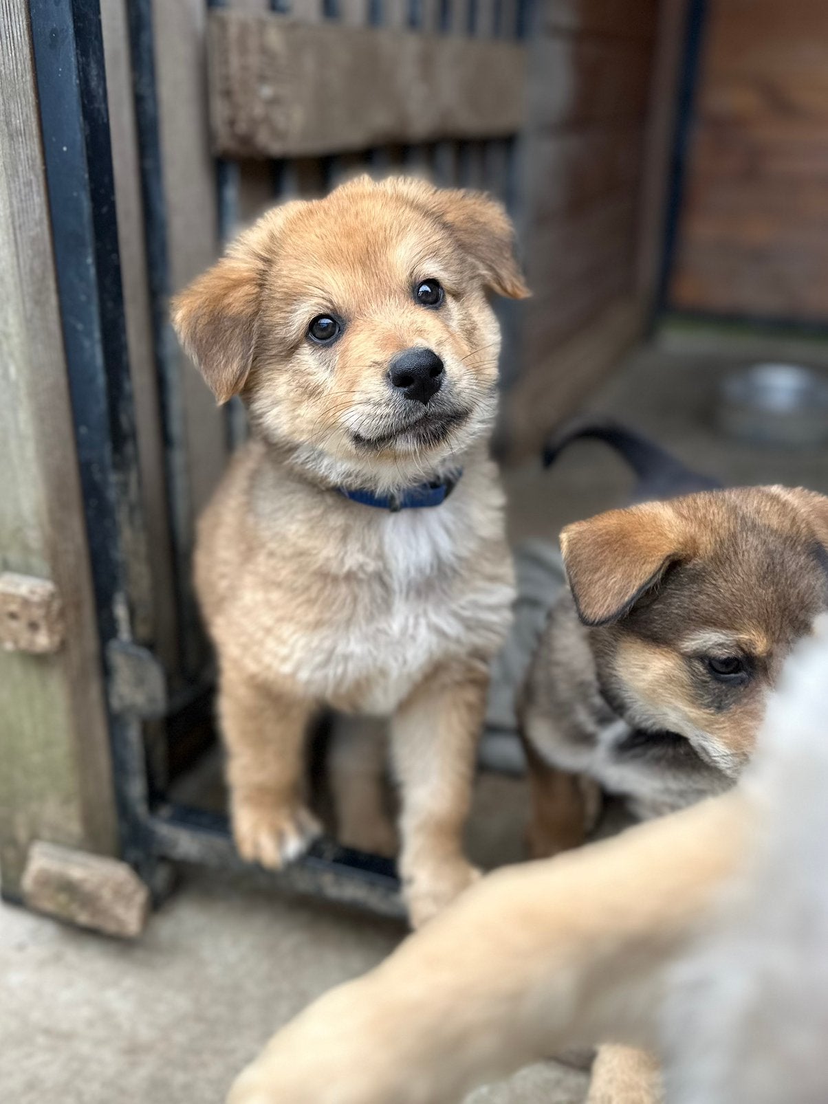 Herder x Eurasier puppy’s, Parvo, 8 tot 15 weken, Meerdere, Meerdere dieren