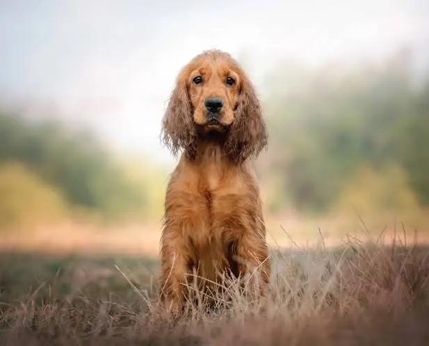 GEZOCHT: Thuisnestje Engelse Cocker Spaniel teefje, Dieren en Toebehoren, 8 tot 15 weken, Teef, Parvo, Eén hond