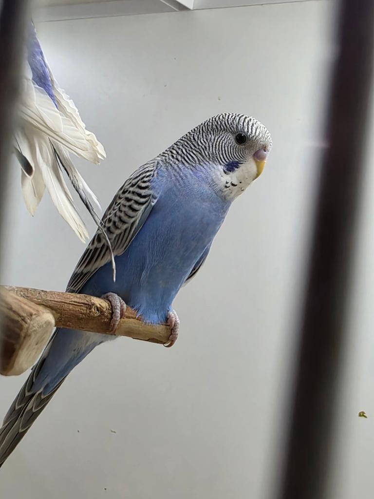 Jonge grasparkiet mannetje, Dieren en Toebehoren, Vogels | Parkieten en Papegaaien, Mannelijk, Parkiet, Geringd