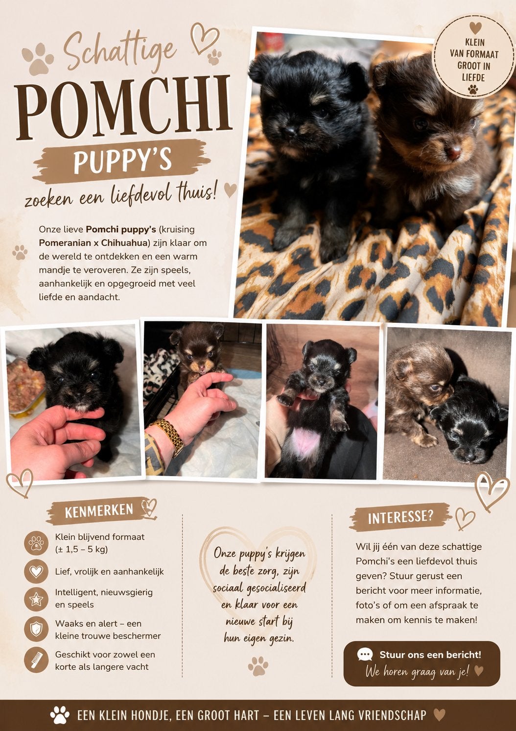 Pomchi puppy’s, 8 tot 15 weken, Parvo, Meerdere, Meerdere dieren