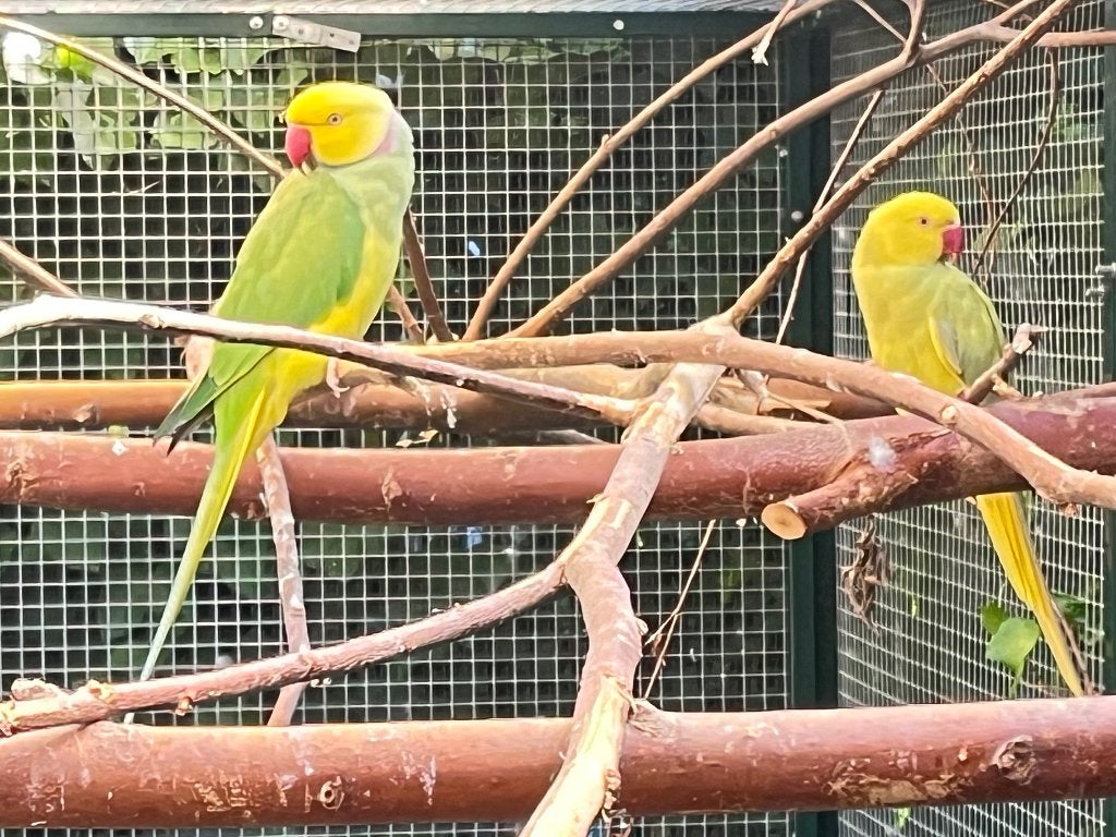 Te koop halsbandparkieten, Meerdere dieren, Parkiet, Geringd