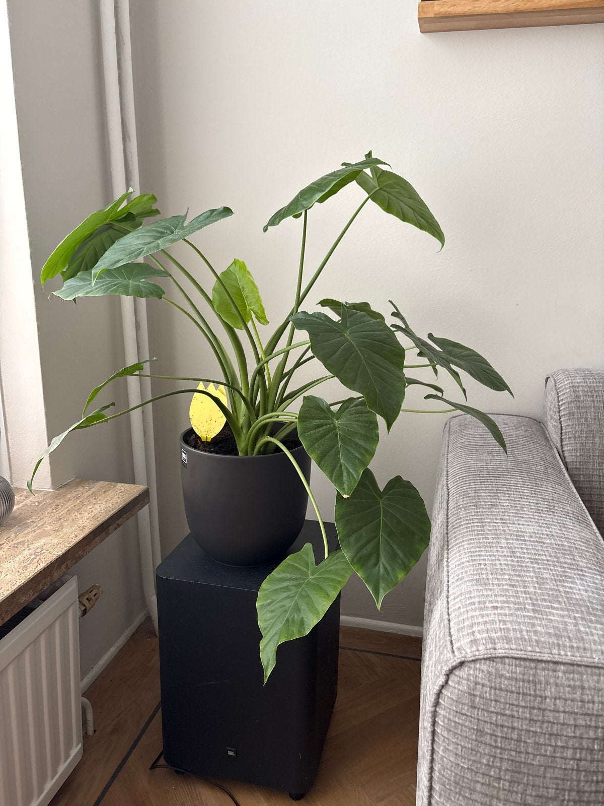 Grote strelitzia Nicolai kamerplant in pot, Ophalen, Overige soorten, Halfschaduw, In pot