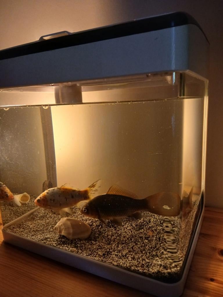 Nette aquarium met 3 vissen, Ophalen, Zo goed als nieuw, Gevuld zoetwateraquarium