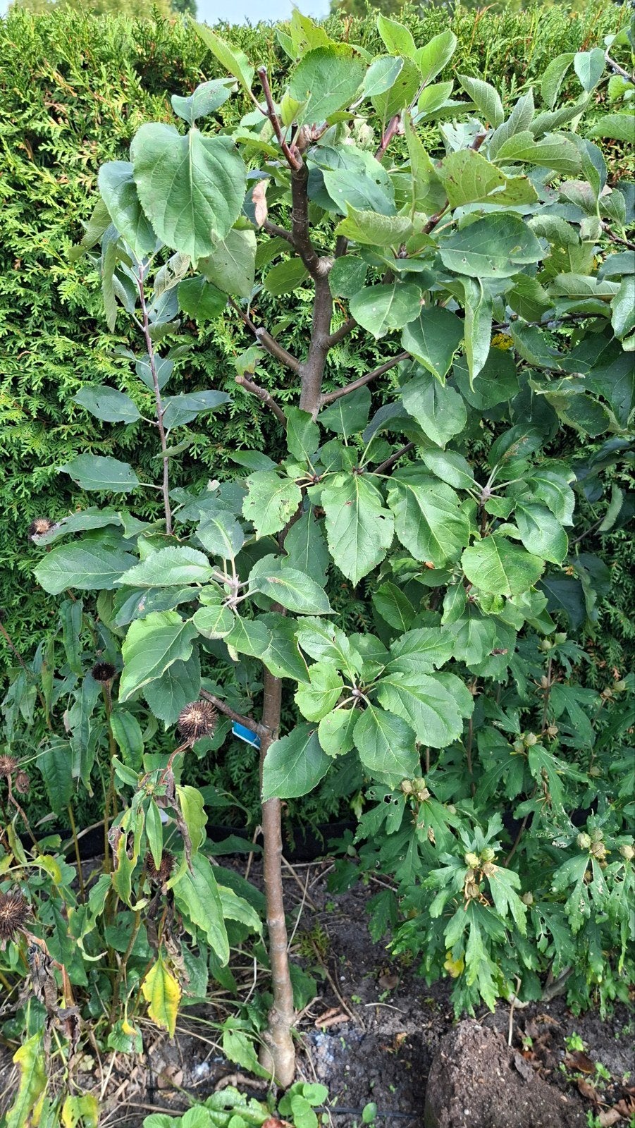 2 appel- en 2 perenbomen, Ophalen, 100 tot 250 cm, Appelboom