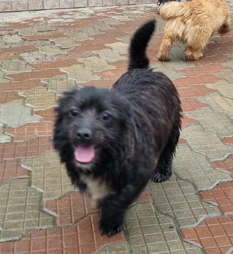LEVIN, VROLIJKE, MENSGERICHTE, PUP,  KLEINE MIDDELMAAT, Dieren en Toebehoren, Honden | Niet-rashonden, Particulier, 15 weken tot 1 jaar