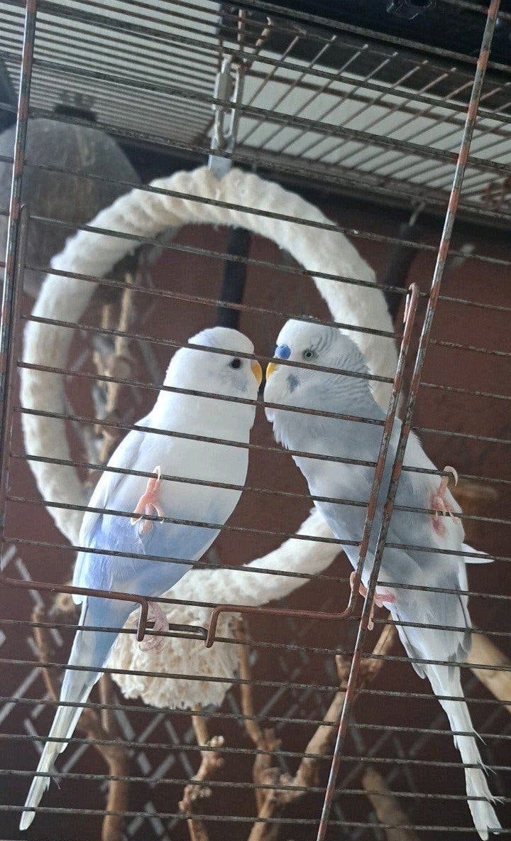 Budgie Birds with Cage, Dieren en Toebehoren, Vogels | Parkieten en Papegaaien, Meerdere dieren, Papegaai, Tam