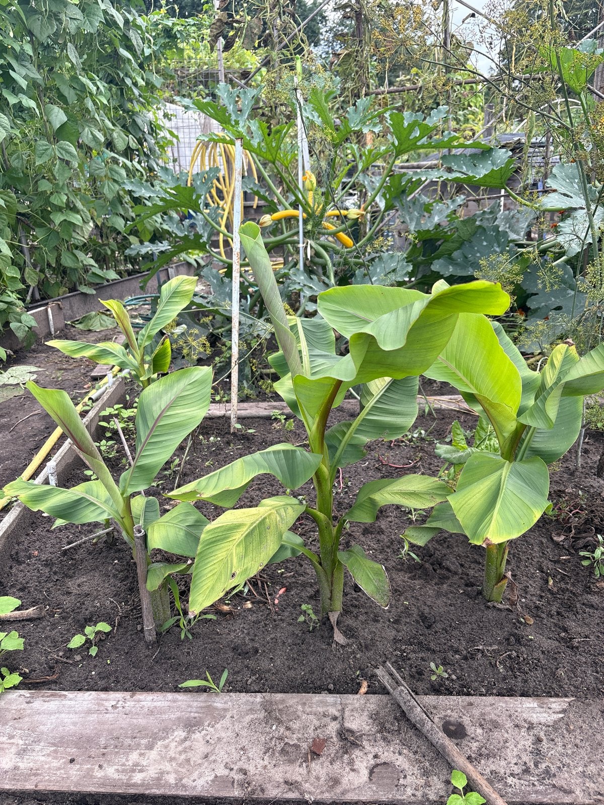 Winterharde Bananenplanten - Musa Basjoo, Volle zon, Vaste plant, Bloeit niet, Ophalen