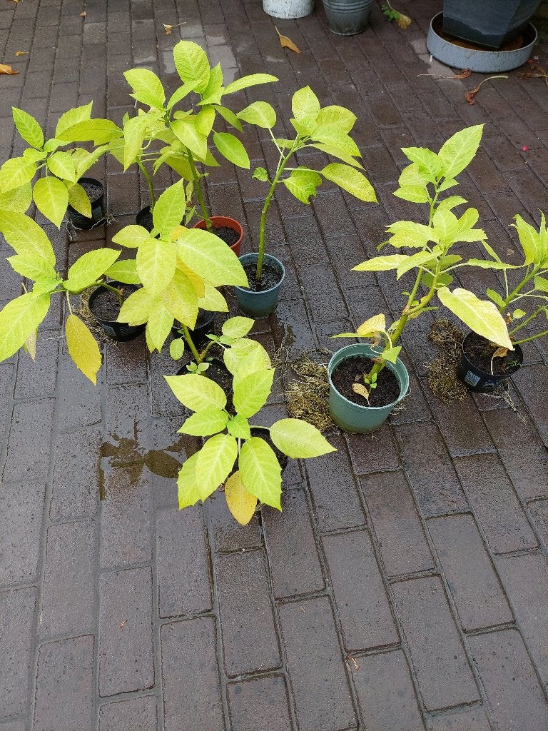Brugmansia stekken, Overige soorten, Volle zon, Vaste plant, Ophalen of Verzenden