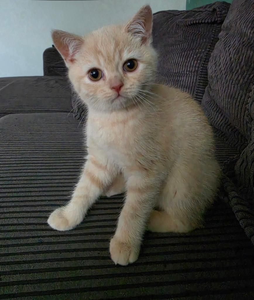 Laatste 3 Korthaar kittens mogen direct mee! (Katers), Kater, Ontwormd