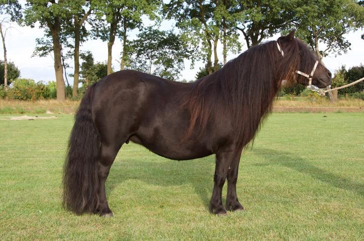 Shetlandermerrie met veulen, Dieren en Toebehoren, Pony's, Merrie, Met stamboom, Niet van toepassing, A pony (tot 1.17m)