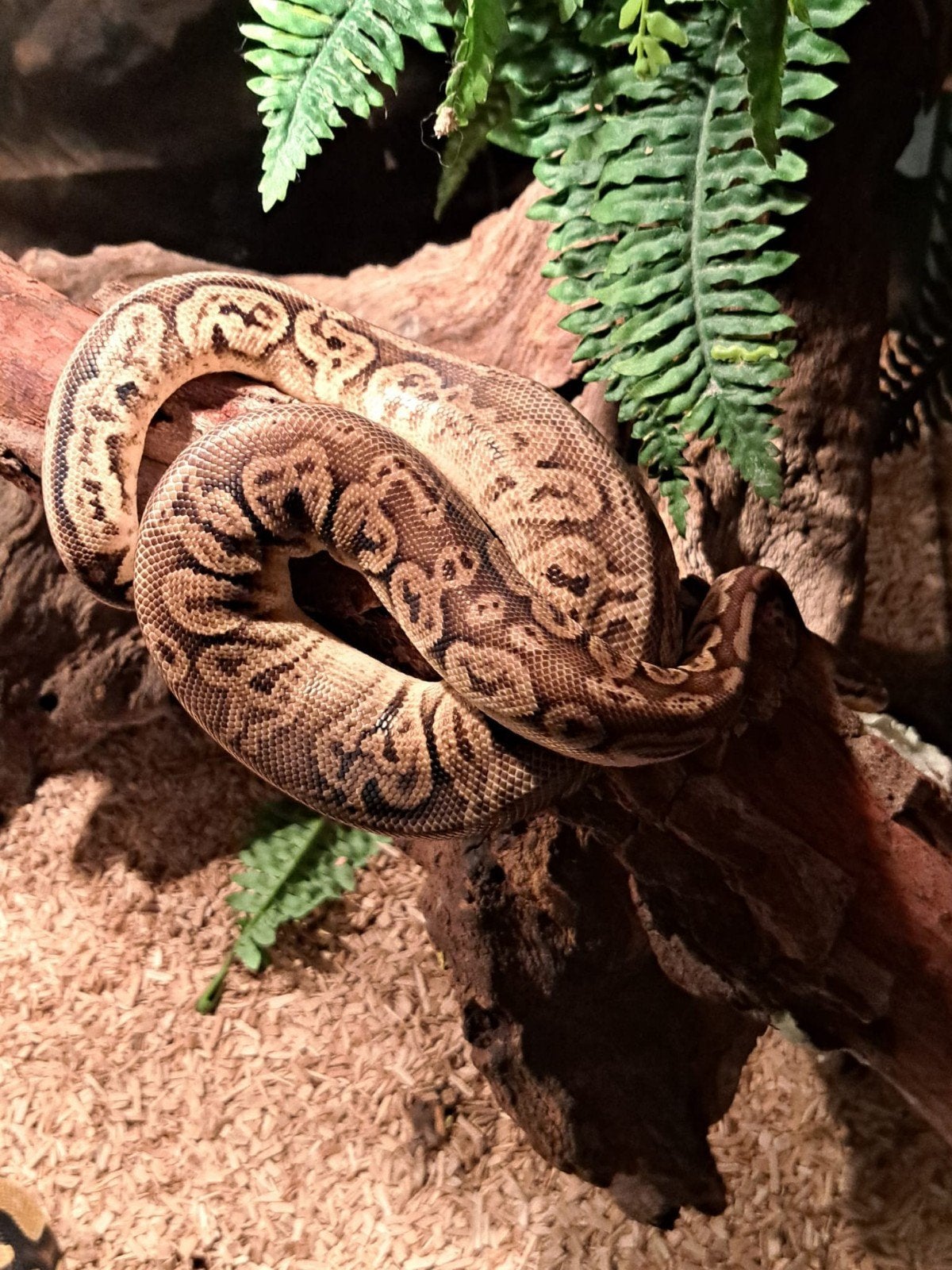 koningspython (regius) pewter yellow belly vrouw Ball Python photo 3