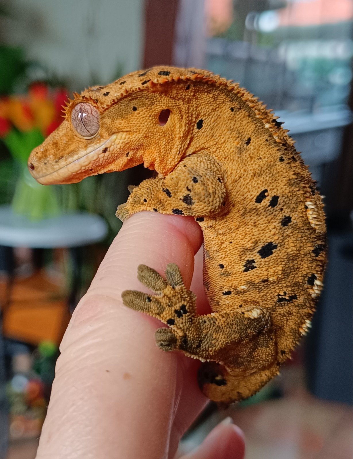 Wimpergekko man superdalmatian, Hagedis, 0 tot 2 jaar