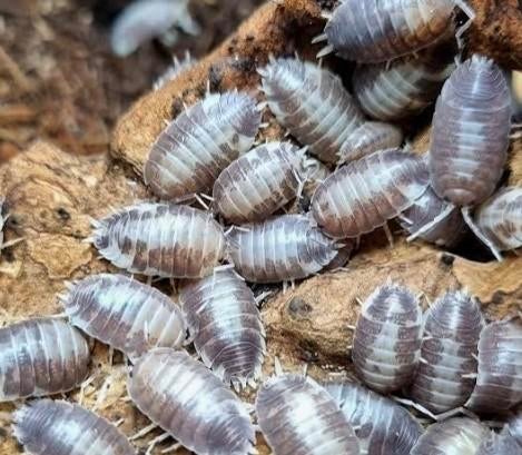 Porcellio laevis milkback, Dieren en Toebehoren, Insecten en Spinnen
