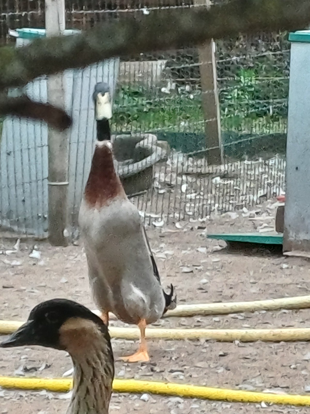 loopeenden donkerwild, Dieren en Toebehoren, Meerdere dieren, Eend