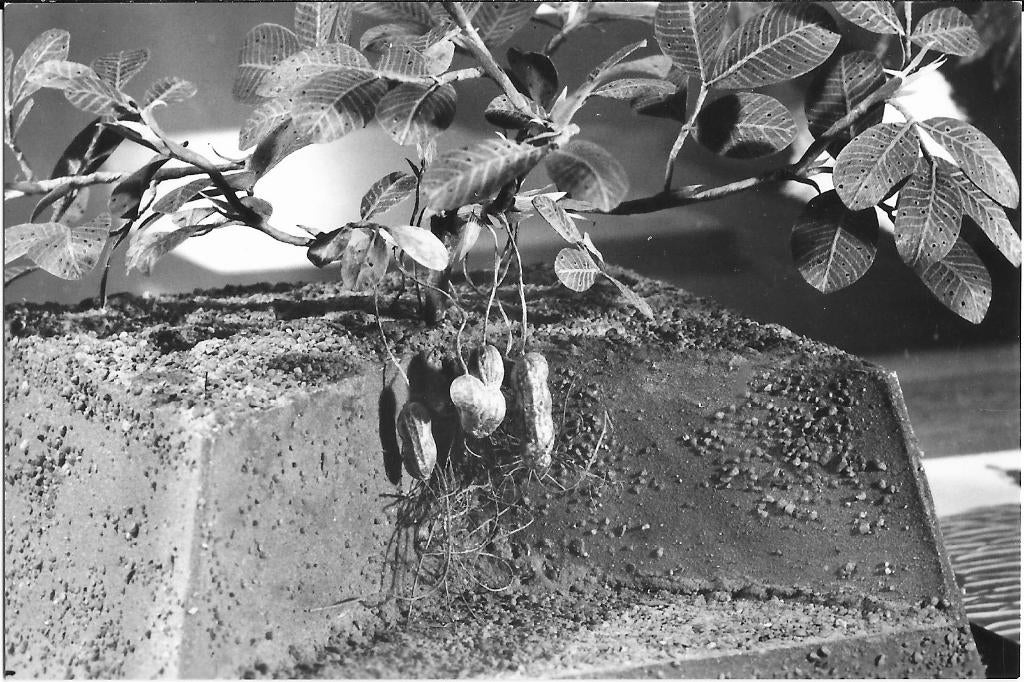 Amsterdam, Tropenmuseum, Afrika, Grondnootplant, pindaplant, Verzenden, 1960 tot 1980, Ongelopen, Noord-Holland