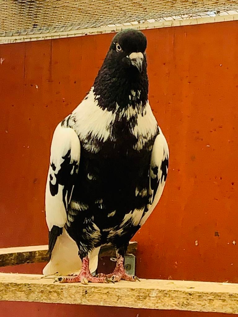 Afghans Duiven te koop, Dieren en Toebehoren, Vogels | Duiven, Meerdere dieren, Overige soorten