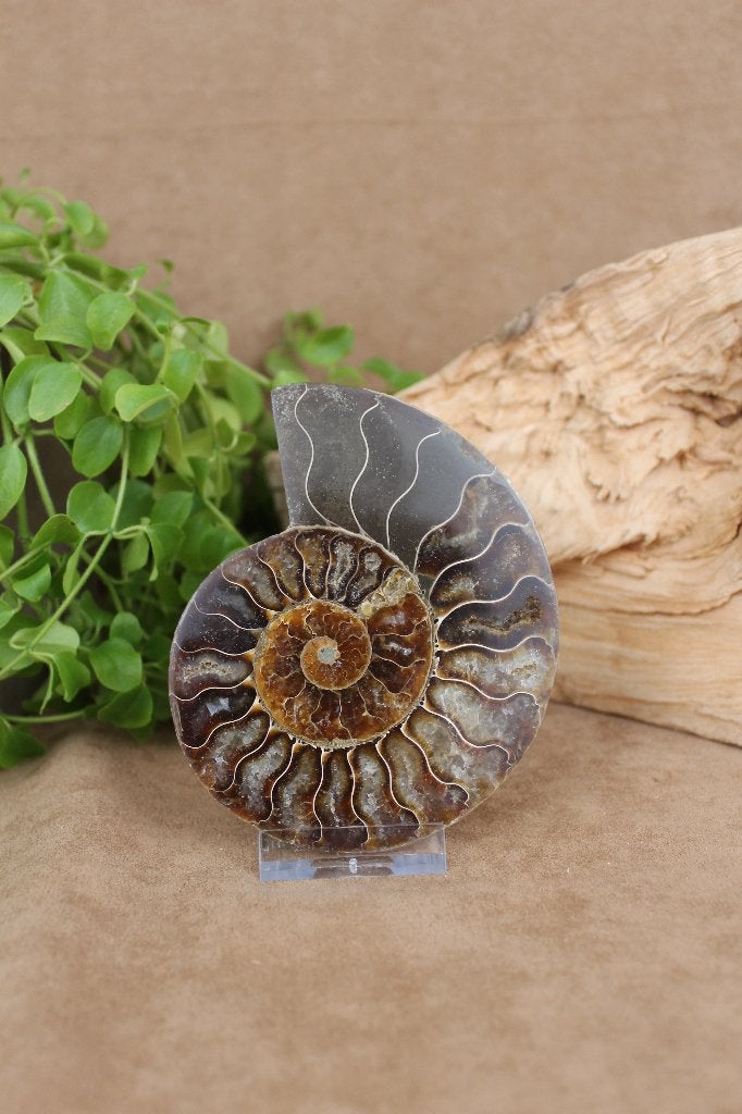 Ammoniet, Verzamelen, Mineralen en Fossielen, Ophalen of Verzenden, Fossiel