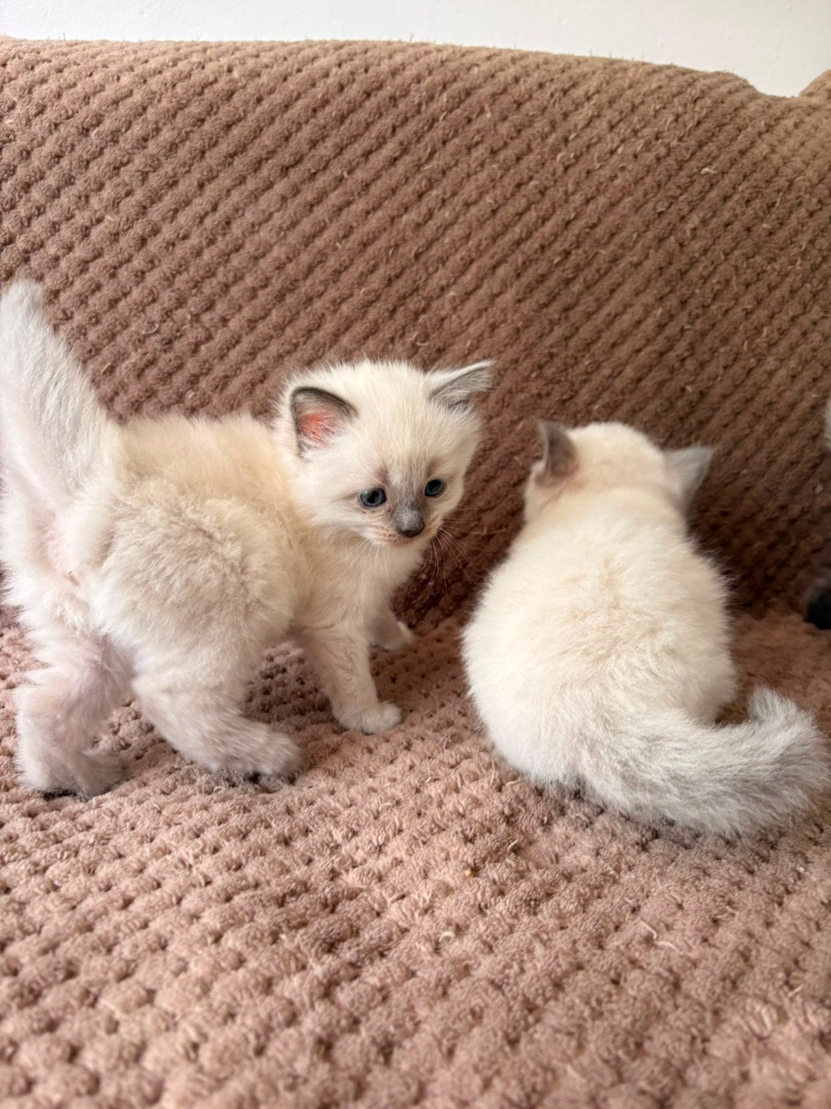 Ragdoll x brits korthaar kittens beschikbaar., Meerdere dieren, Ontwormd, 0 tot 2 jaar