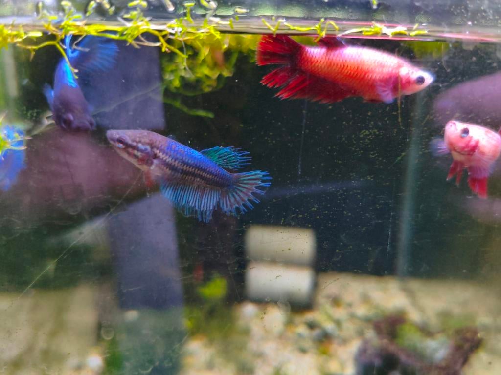Crowntail Betta splendens vrouwen, Dieren en Toebehoren, Vis, Zoetwatervis