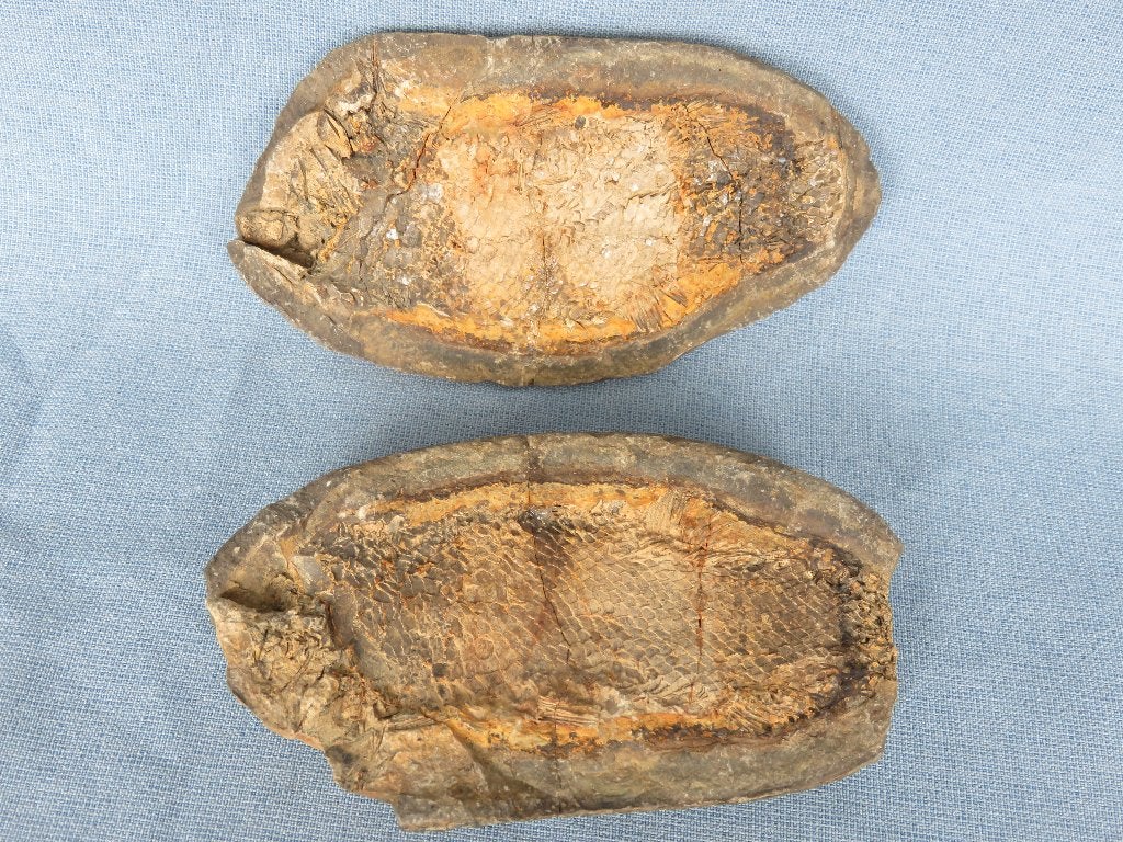 Fossiel vis in een steen - 70 miljoen jaar oud - bodemvondst, Ophalen of Verzenden