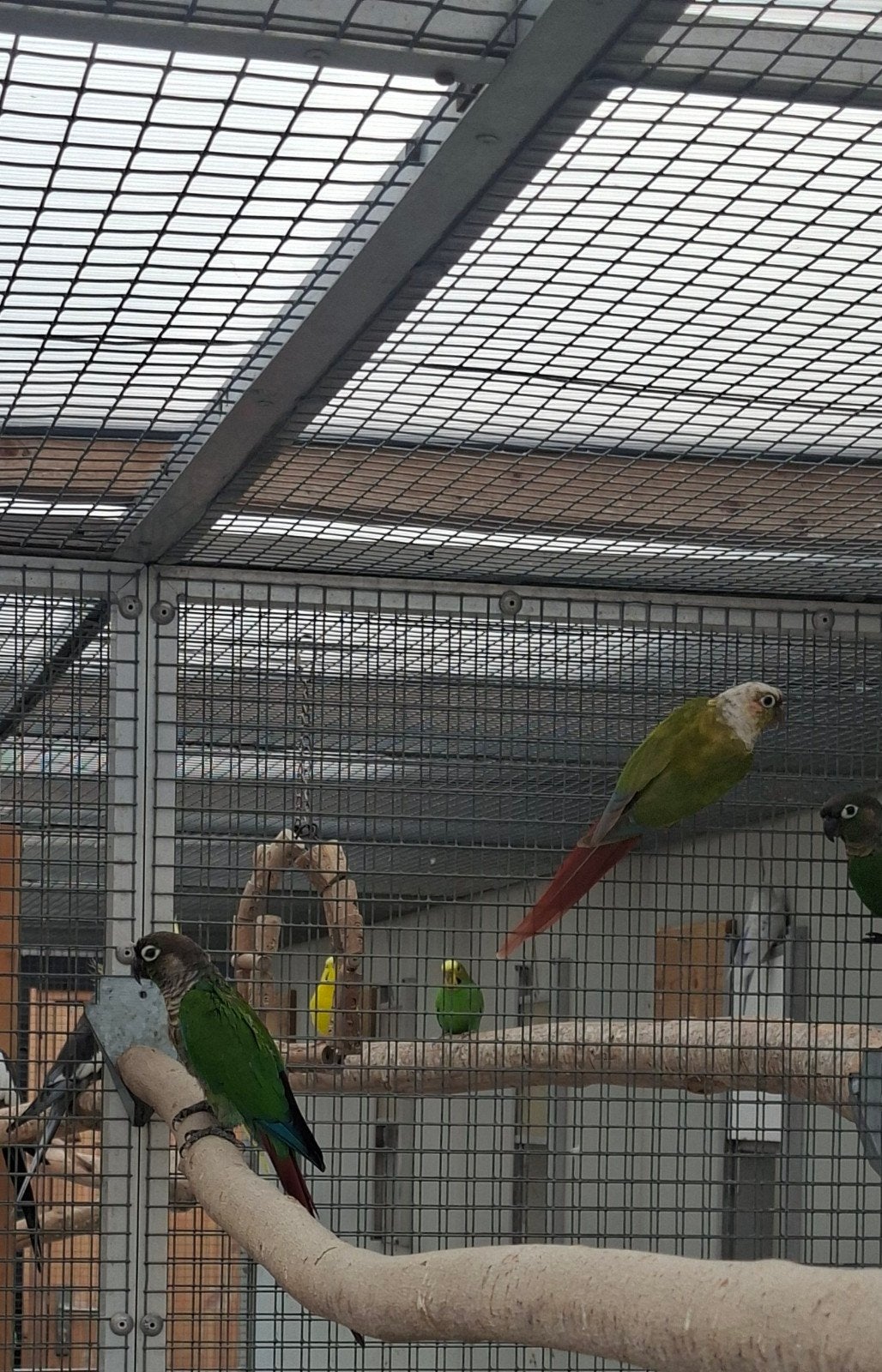 koppel pyrrhura, Meerdere dieren, Parkiet