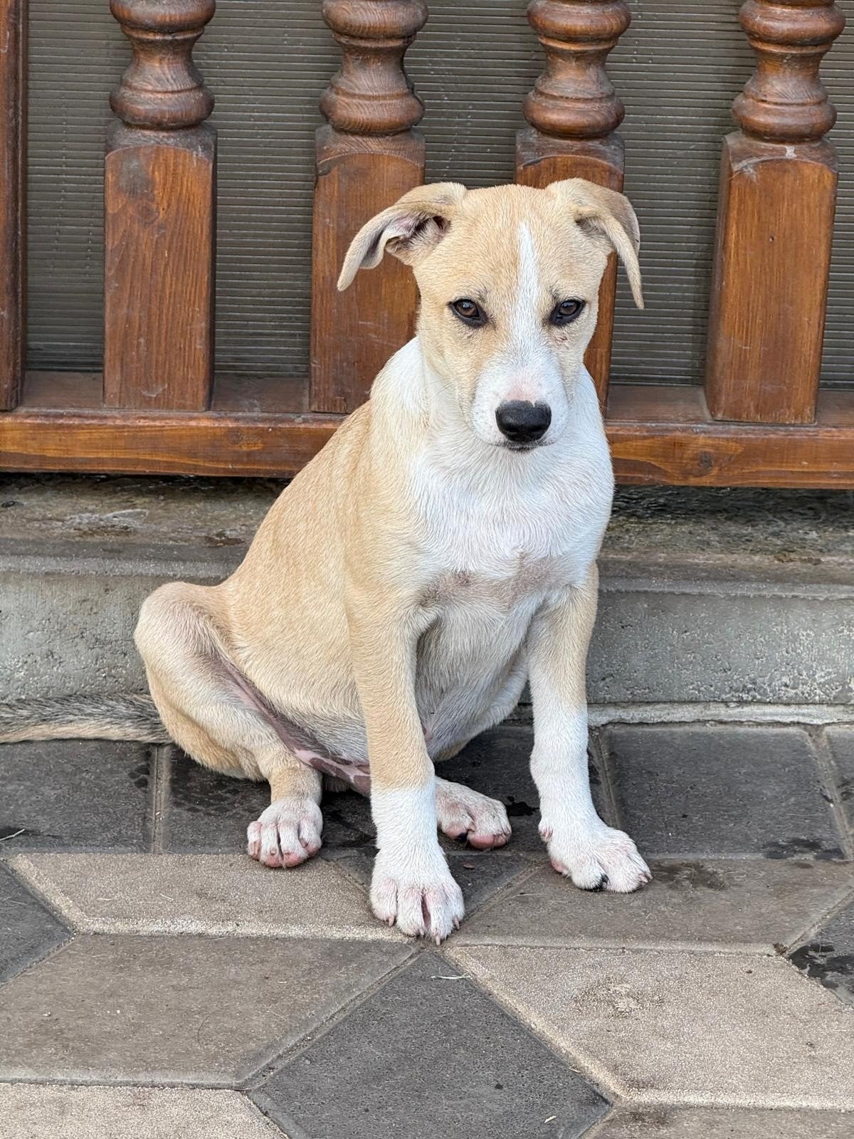 reu middelmaat Duke zoekt een thuis, Dieren en Toebehoren, Honden | Niet-rashonden, Particulier, 15 weken tot 1 jaar, Reu, Buitenland