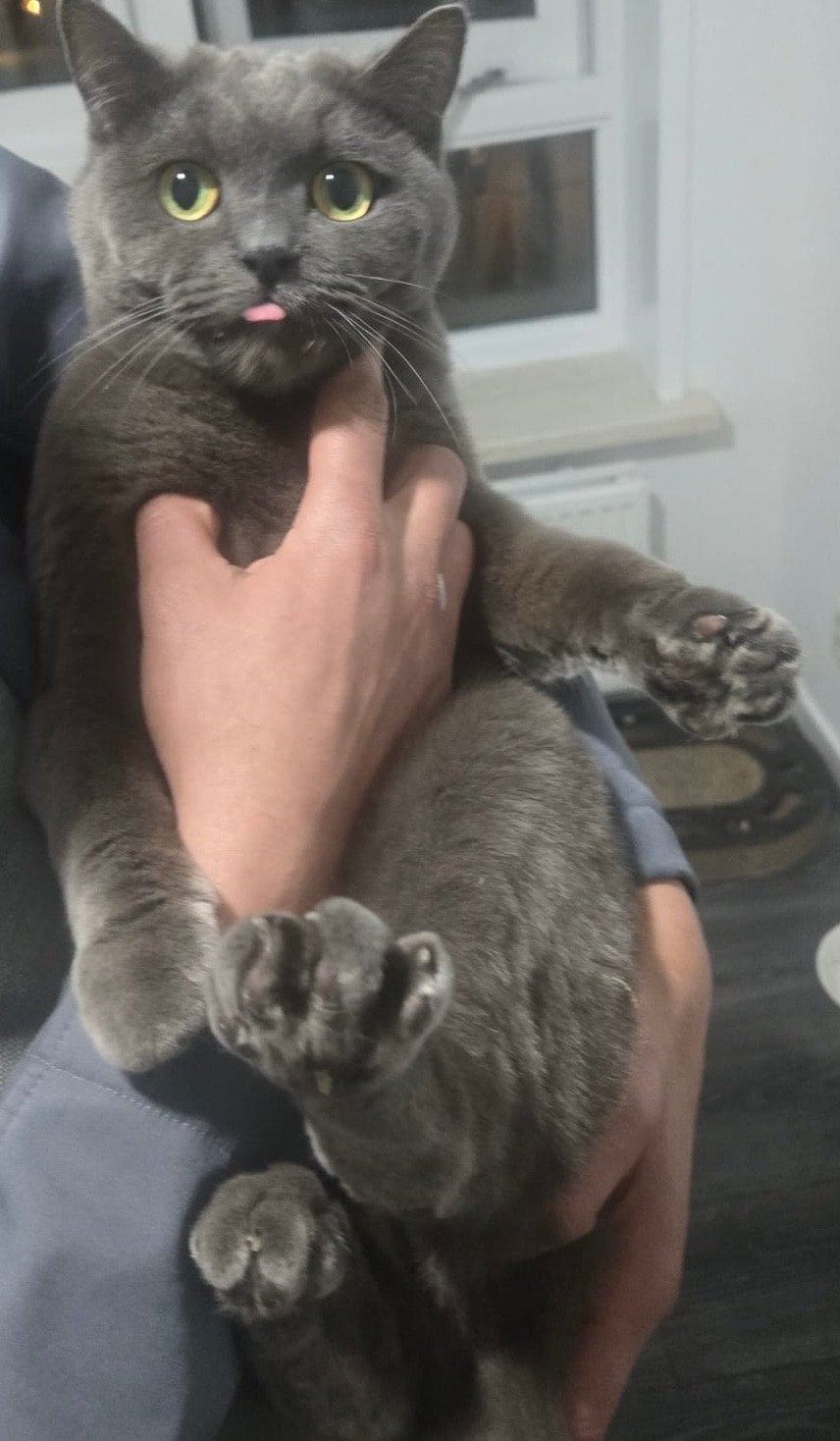 Gratis/ Een blauwe rus zoekt een warm thuis, Kater