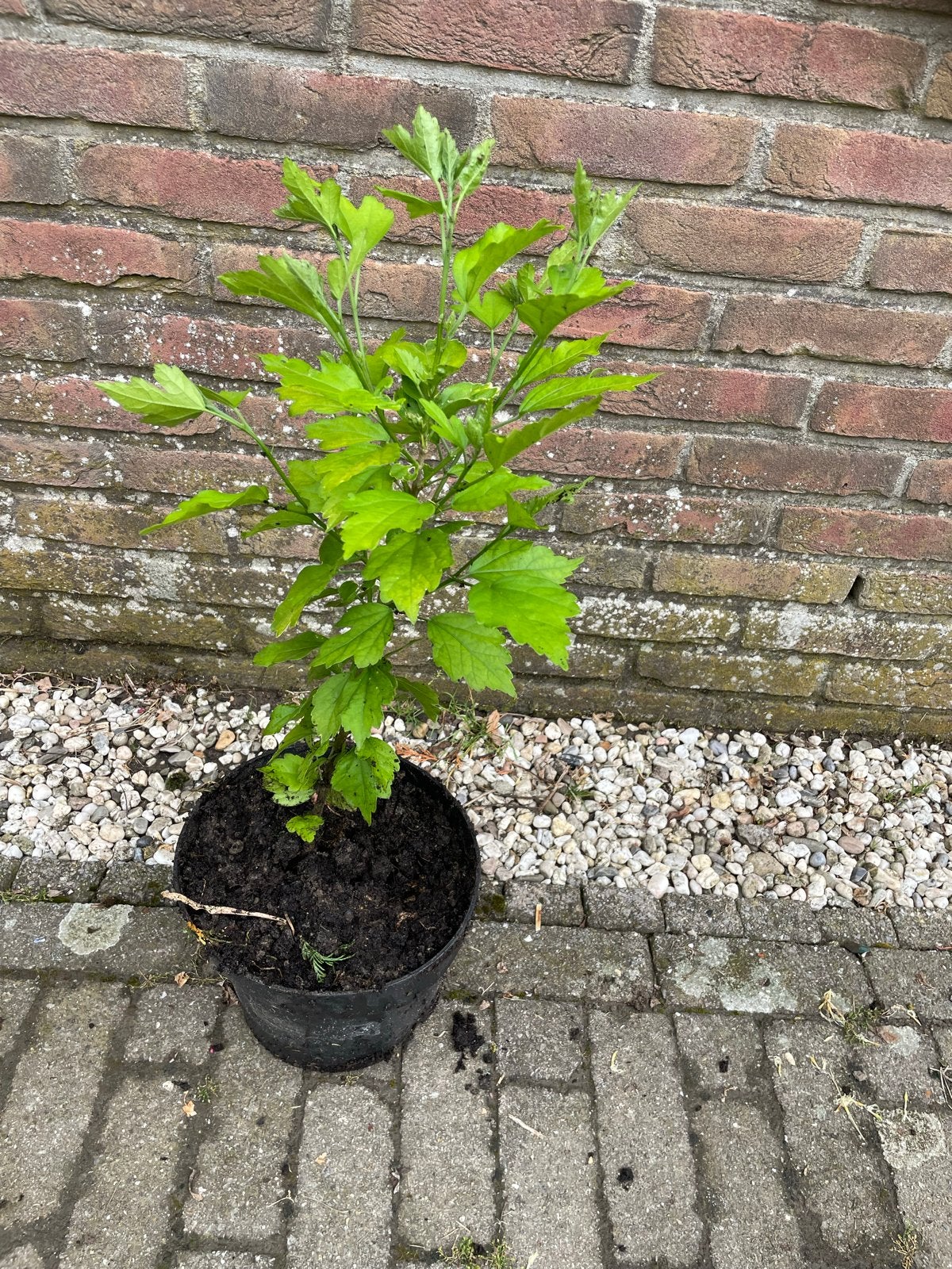 Hibiscus syriacus 10 stuks a €10,00, Ophalen, Overige soorten, Halfschaduw