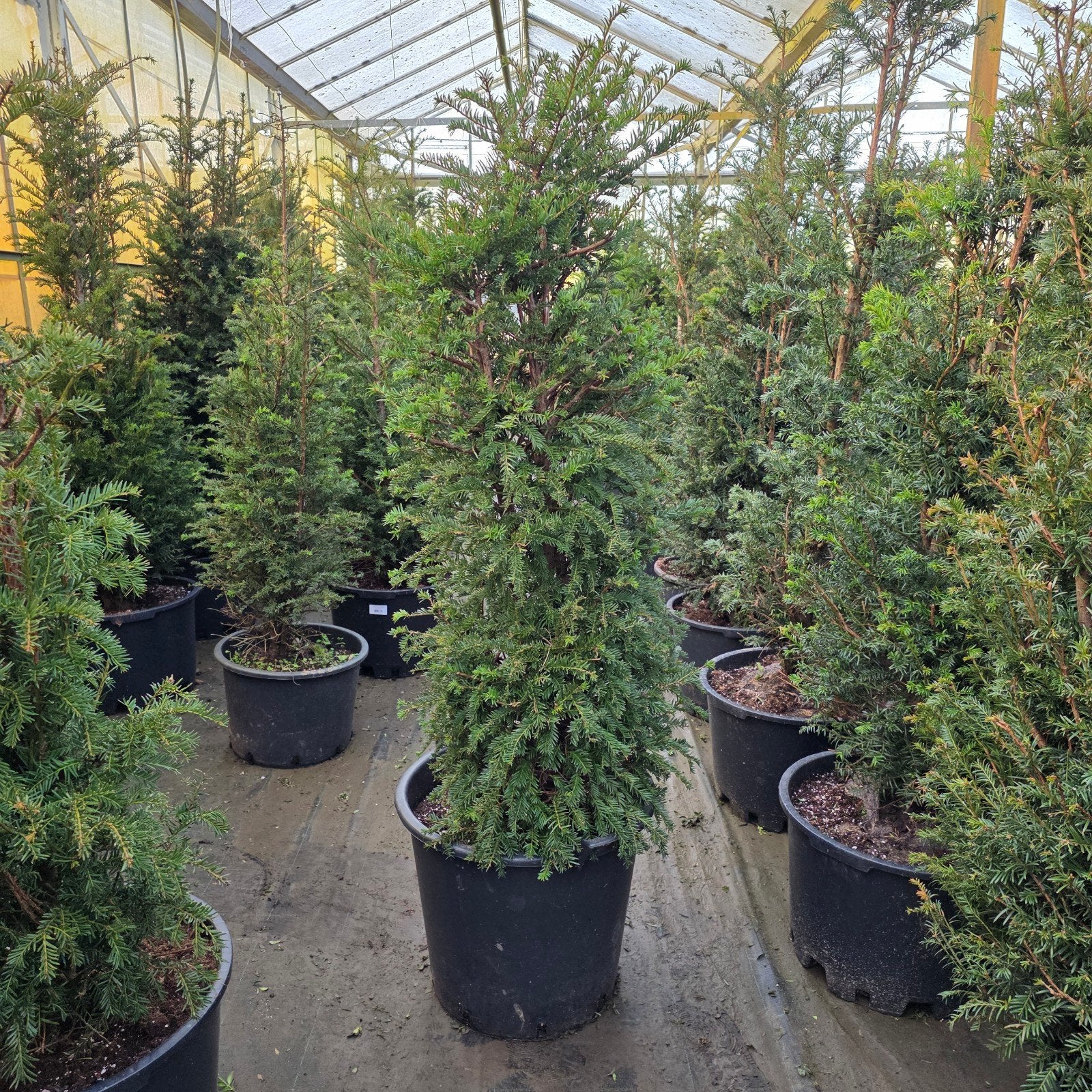 Taxus Baccata potgekweekt, Tuin en Terras, In pot, Bloeit niet, Halfschaduw, Minder dan 100 cm
