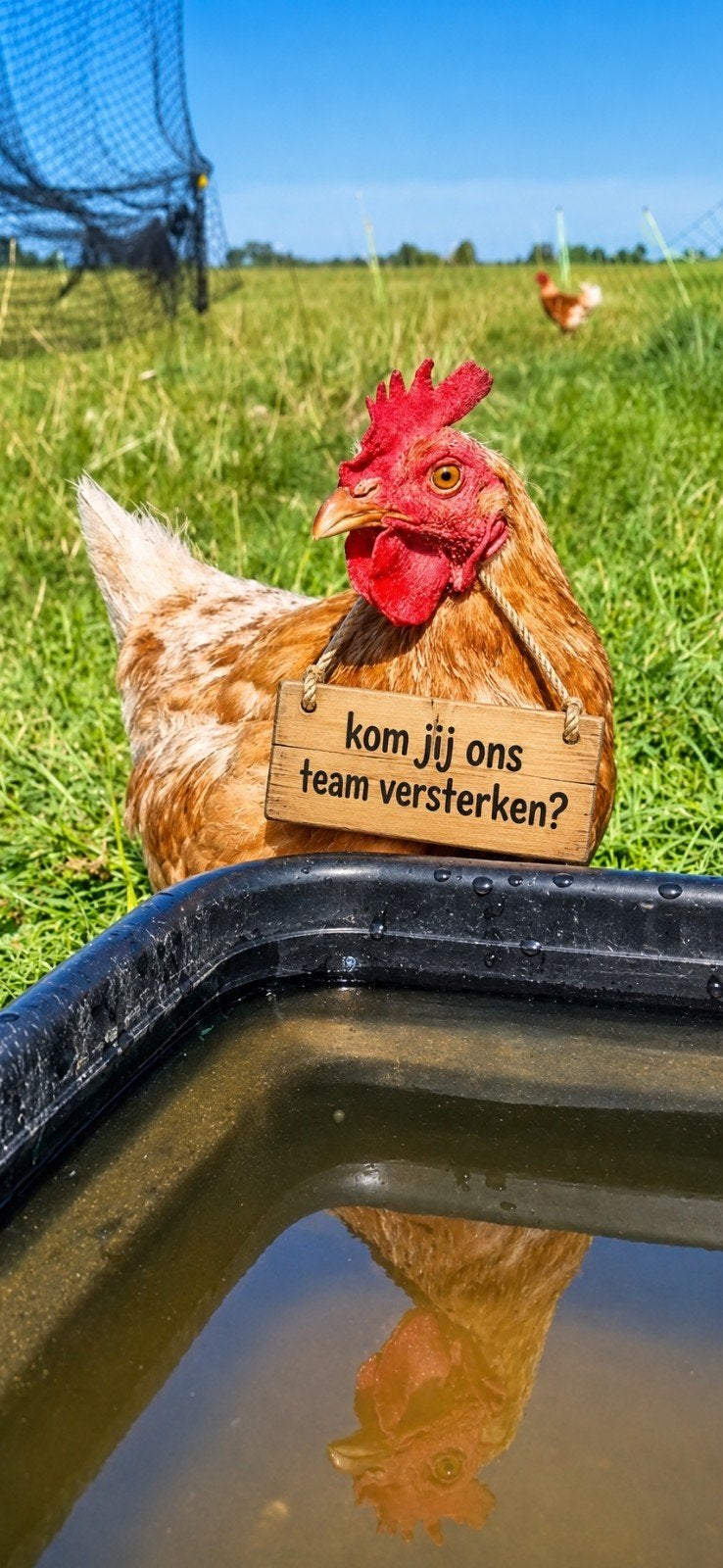 Legkippen gezocht!, Dieren en Toebehoren, Vrouwelijk, Kip
