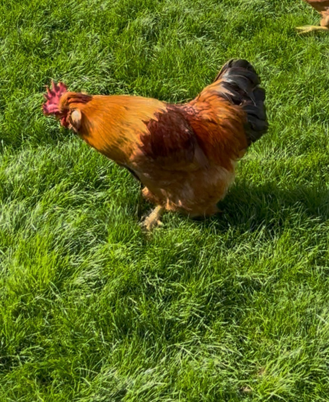 Mooie Haan. Gratis, Dieren en Toebehoren, Mannelijk, Kip