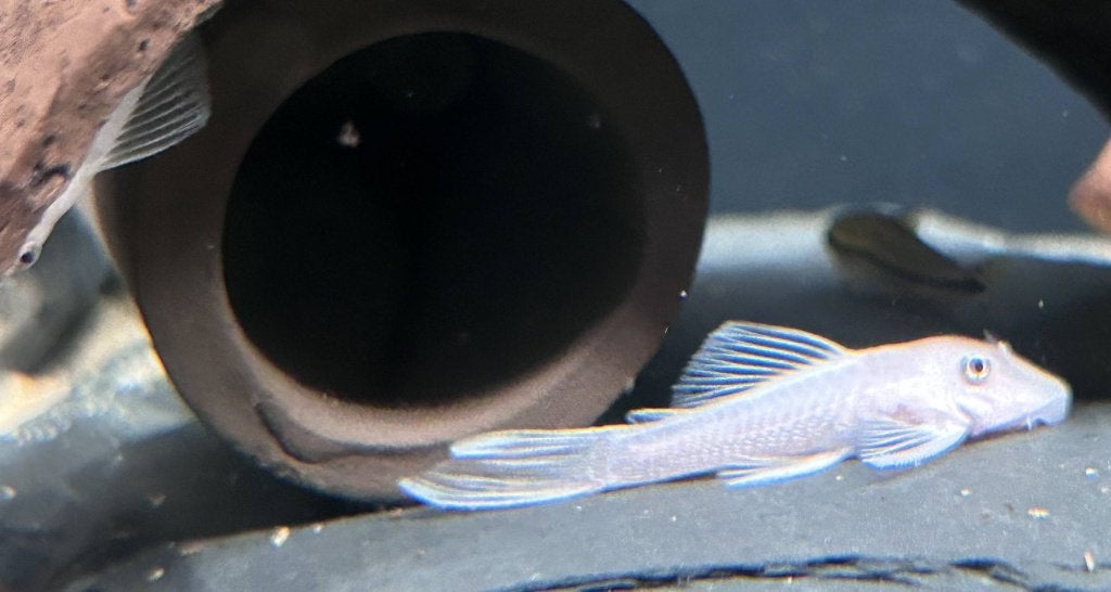 Ancistrus sp. L144 Snow White Short fin, Dieren en Toebehoren, Vis, Zoetwatervis