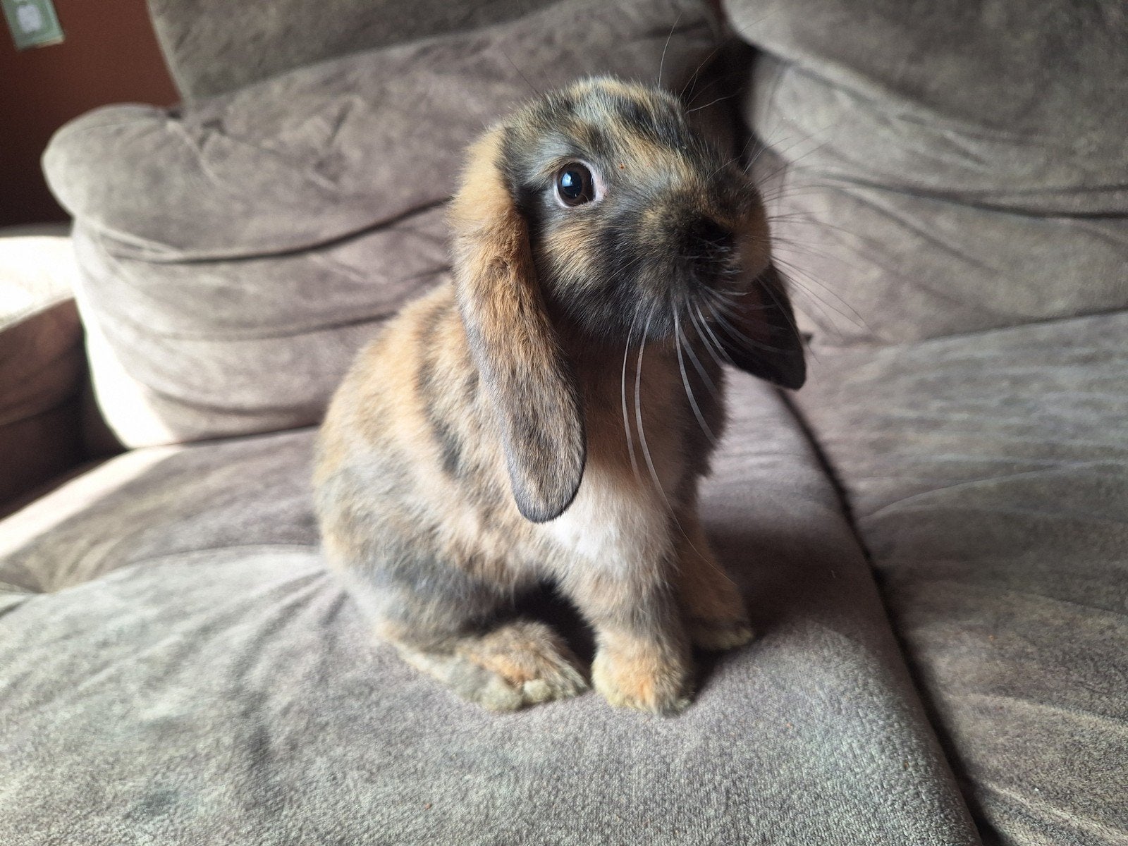 Lieve hangoor konijntjes beschikbaar (2 juni), Meerdere dieren, Dwerg, Hangoor