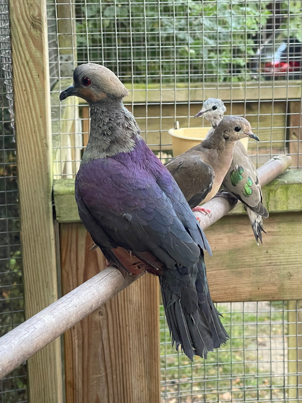 Verschillense soorten duiven te koop: olijfduif, parelhals, Dieren en Toebehoren, Vogels | Overige Vogels, Meerdere dieren, Geringd