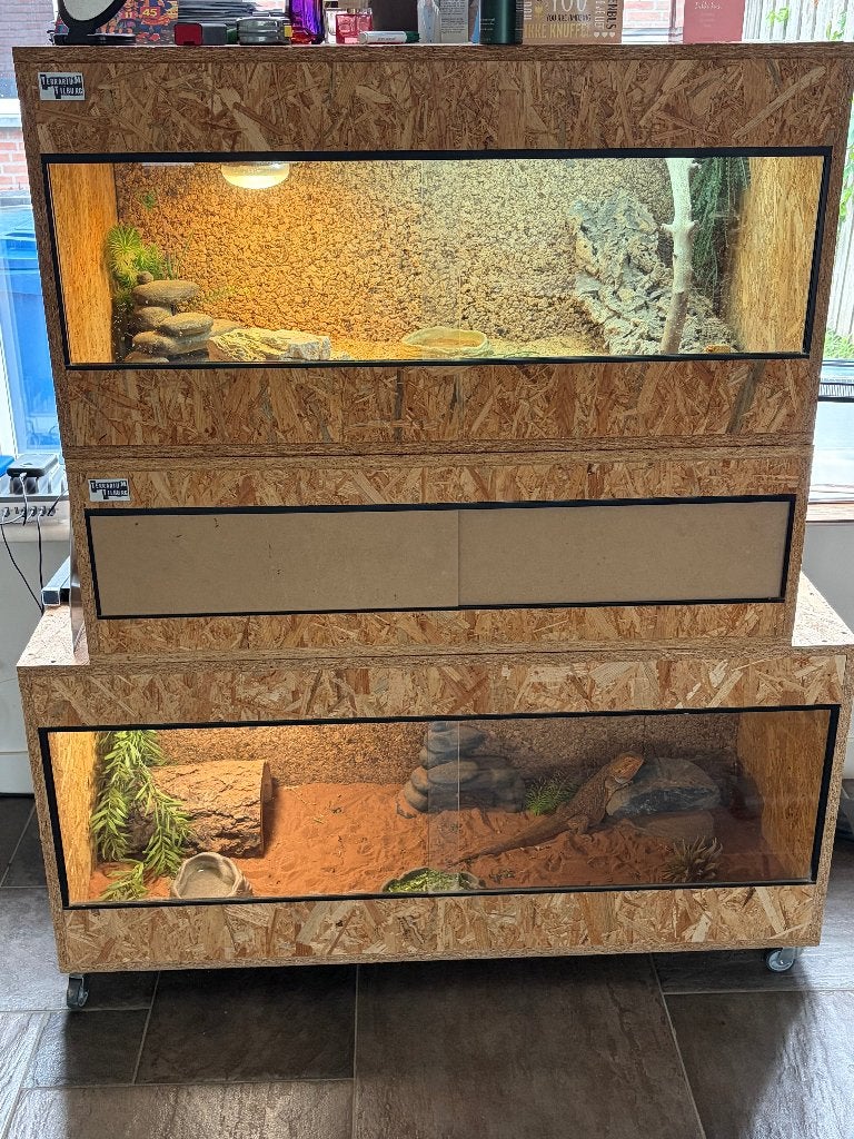Baardagaam inclusief terrarium Bearded Dragon - male for sale from Erik