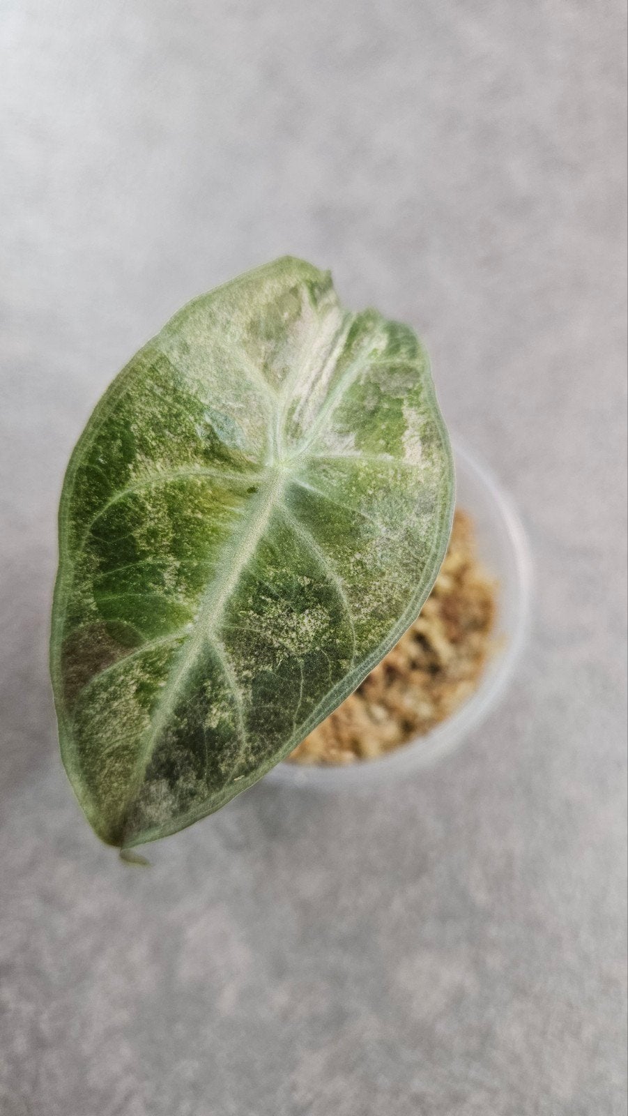 Alocasia 'Pink Dragon' Variegata (stardust), Ophalen of Verzenden, Halfschaduw, Minder dan 100 cm