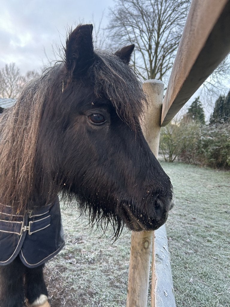 Plekje aangeboden voor een pony die met pensioen mag, Dieren en Toebehoren, Stalling, 1 paard of pony