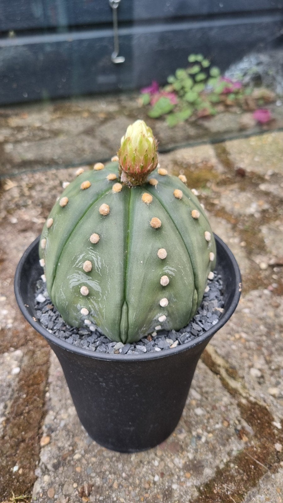 ASTRO CACTUS GROTE IN HOGE VAASPOT PLANT, Ophalen of Verzenden, Cactus, Volle zon, Minder dan 100 cm