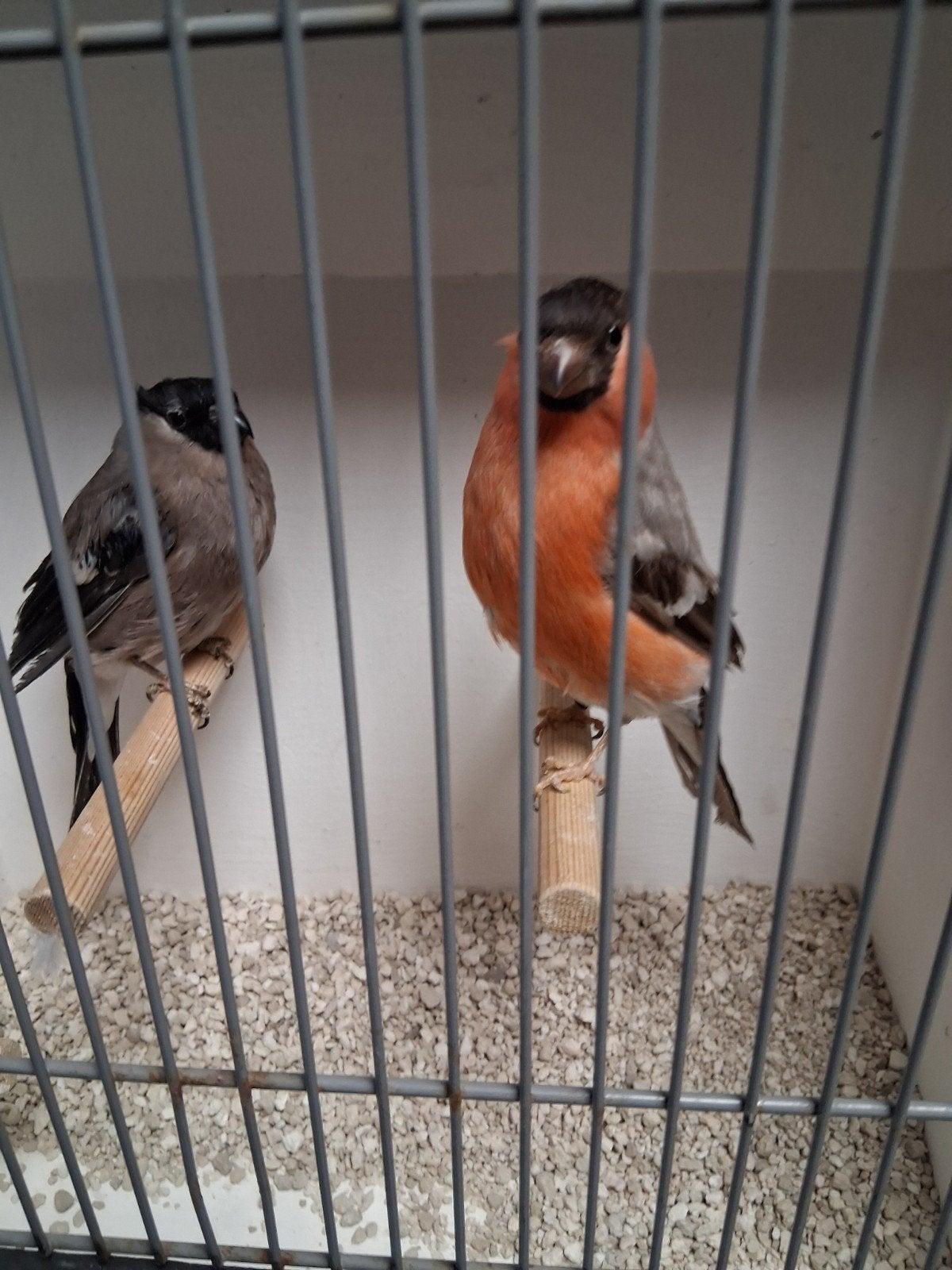 Koppel Noorse goudvinken bruin x wildkleur, Meerdere dieren