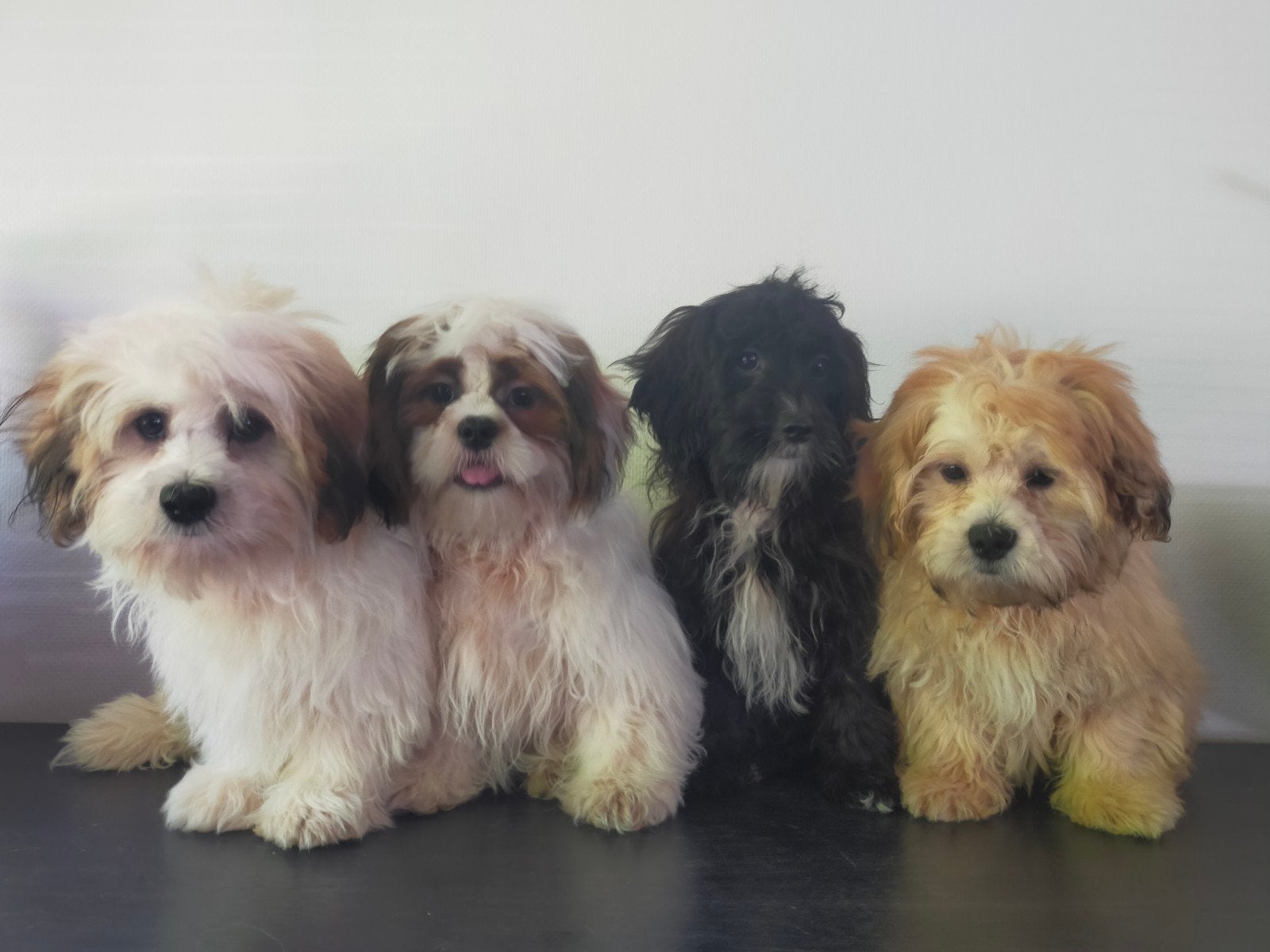 Leuke Boomer pups ShihTzu x Maltezer ️, Parvo, Nederland, Overige rassen, 8 tot 15 weken