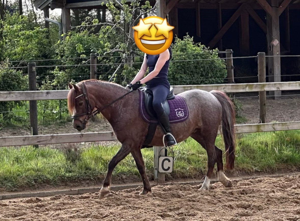 Gezocht - brave eerlijke D pony, Dieren en Toebehoren, Pony's, Merrie, 7 tot 10 jaar