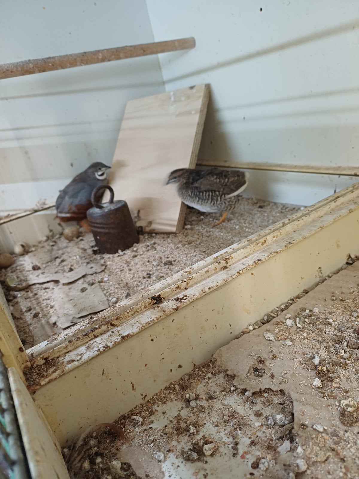 Een koppel kwartels, Meerdere dieren