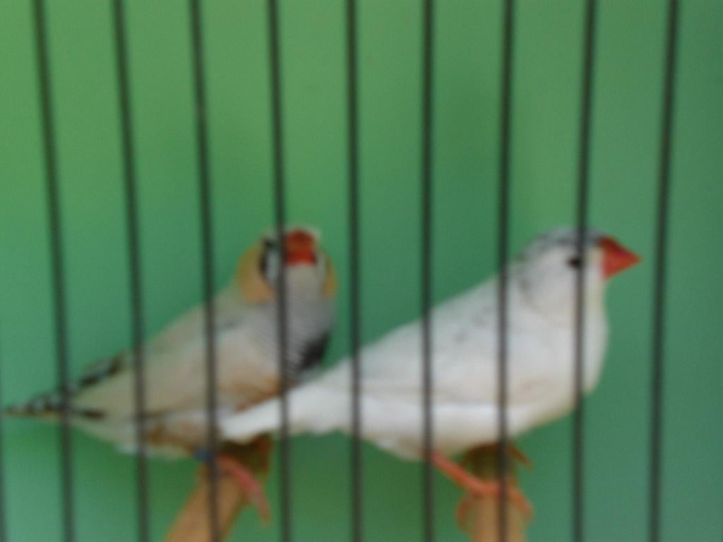 zebravinken, Mannelijk, Tropenvogel, Geringd