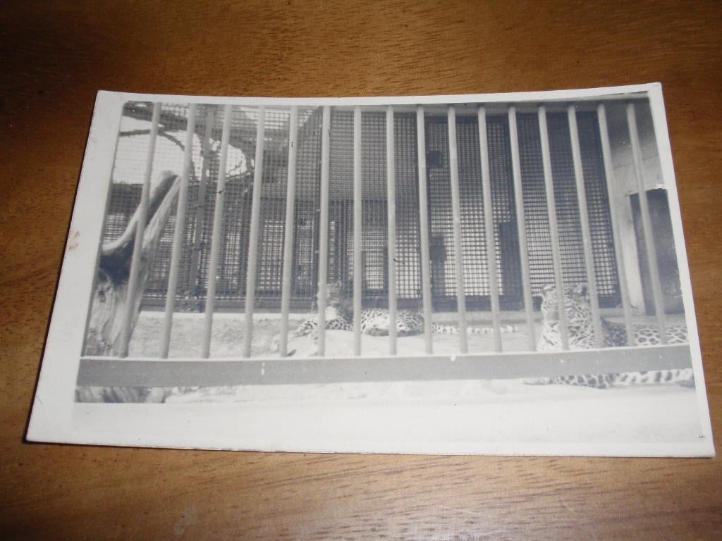Fotokaart Luipaard ergens in een Dierentuin Zoo, Verzenden, 1940 tot 1960, Ongelopen, Wild dier