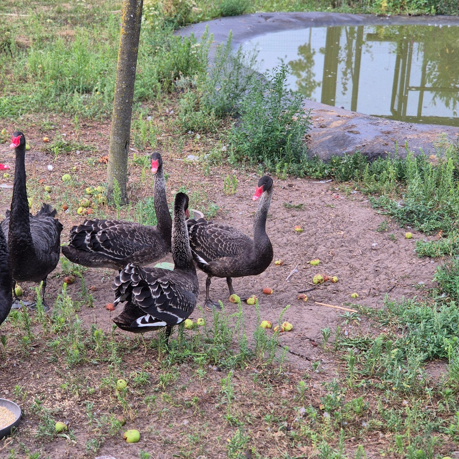 3 mooie jonge zwarte zwanen 4 mnd oud, Meerdere dieren, Kip