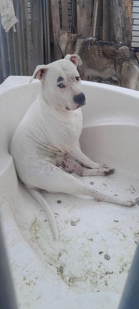 Met spoed! Argentijnse dog, Overige rassen, Teef, Eén hond, 3 tot 5 jaar