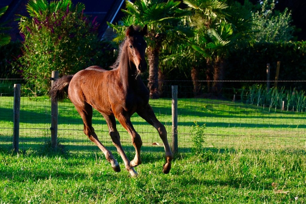 Exclusief spring gefokt hengstveulen, internationale allure, Dieren en Toebehoren, Springpaard, Met stamboom, Niet van toepassing